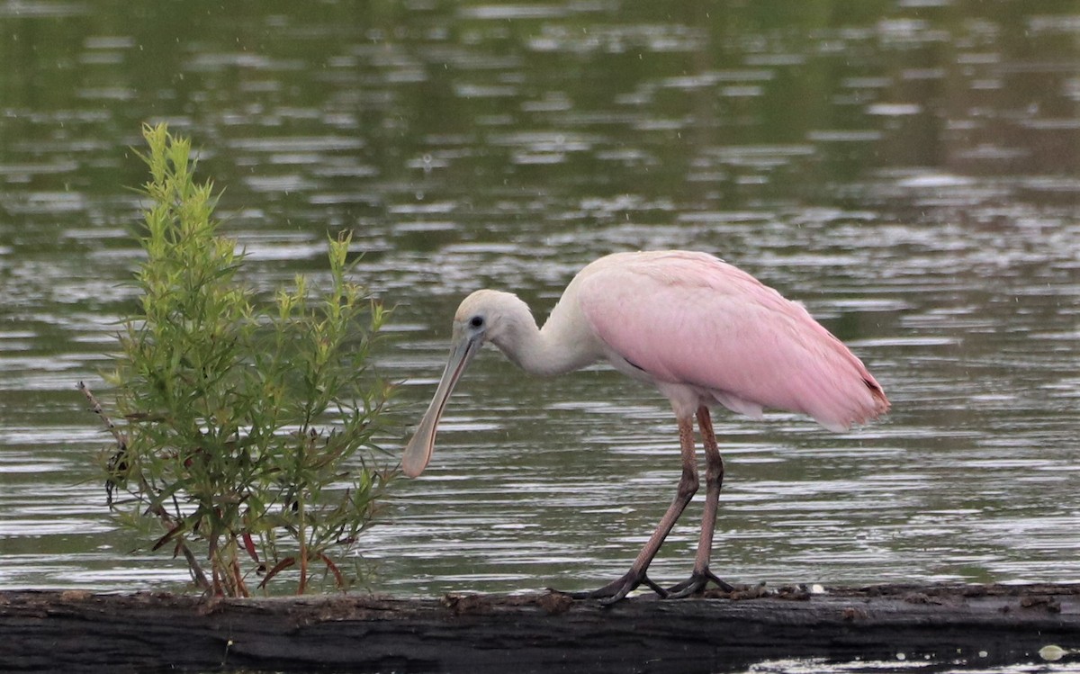 Roseate Spoonbill - Michael Gullo