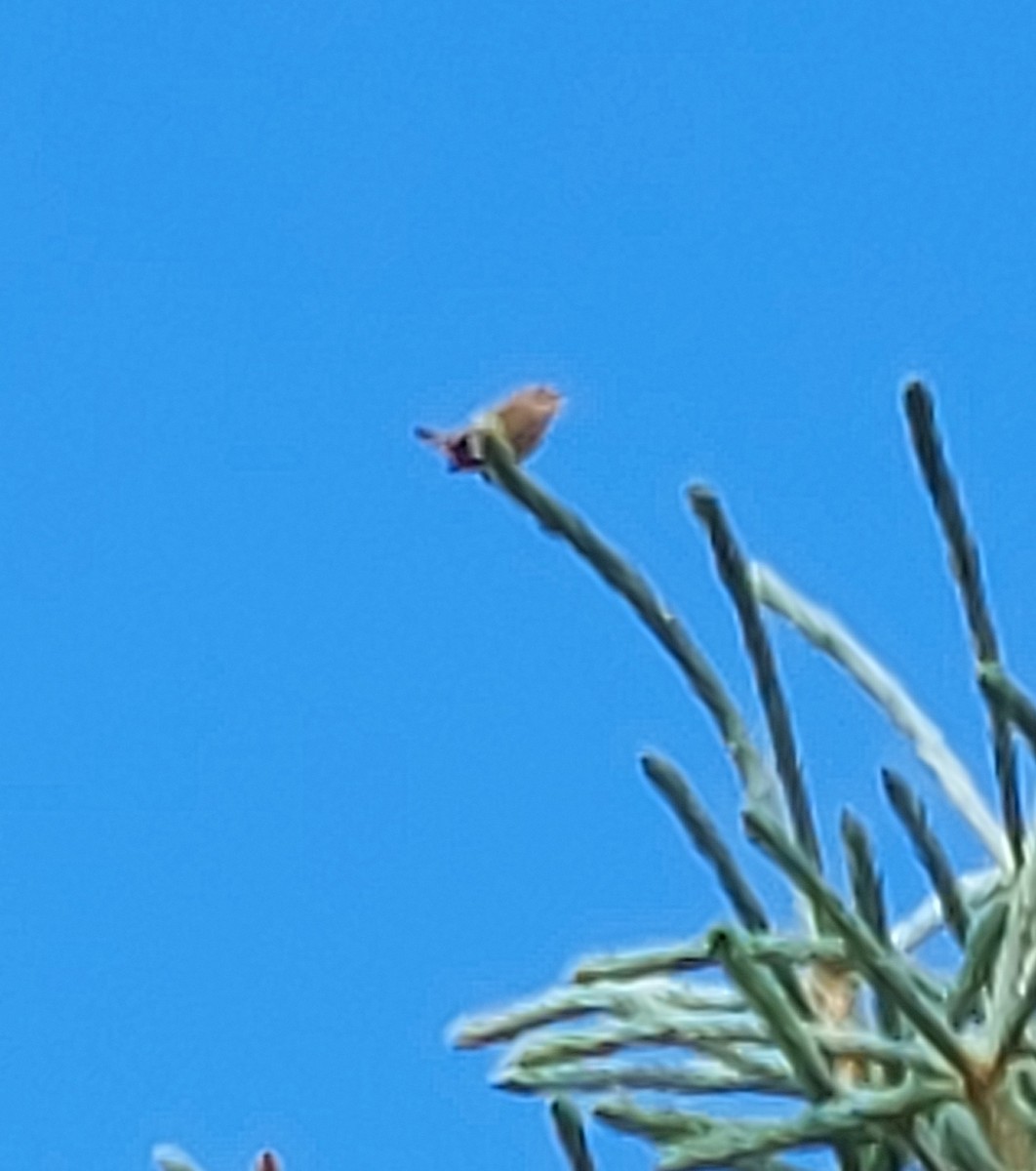 Pacific Wren - ML353839581