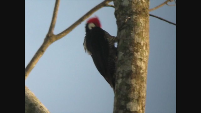 Crimson-crested Woodpecker - ML353840471