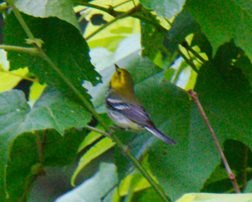 Black-throated Green Warbler - ML353845191