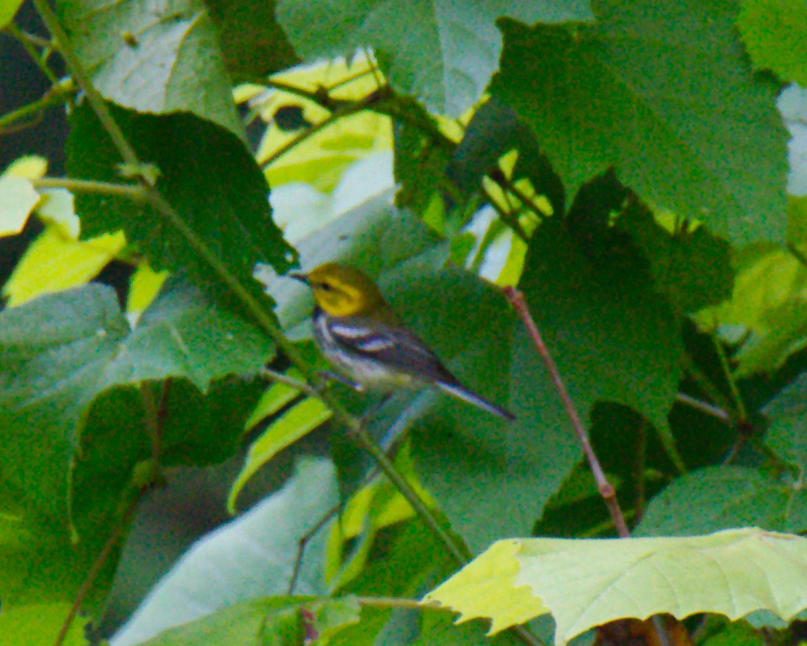 Black-throated Green Warbler - ML353845201