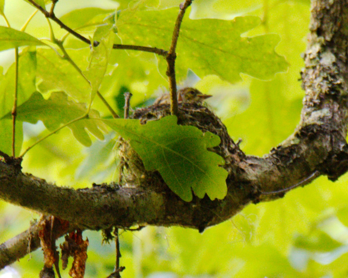 Black-throated Green Warbler - ML353845221