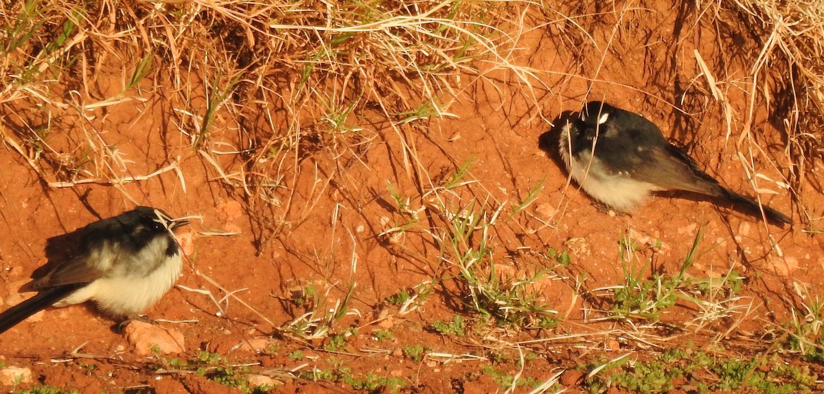 Willie-wagtail - ML353845901