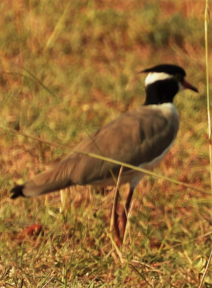 Black-headed Lapwing - ML353847481