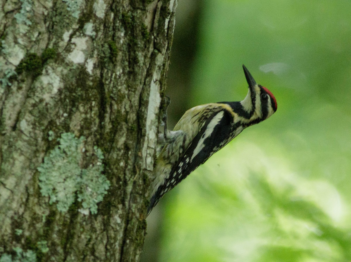 Yellow-bellied Sapsucker - ML353850711