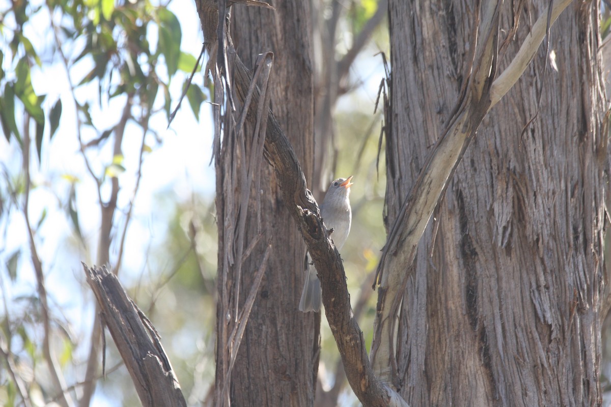 Gray Shrikethrush - caleb decker