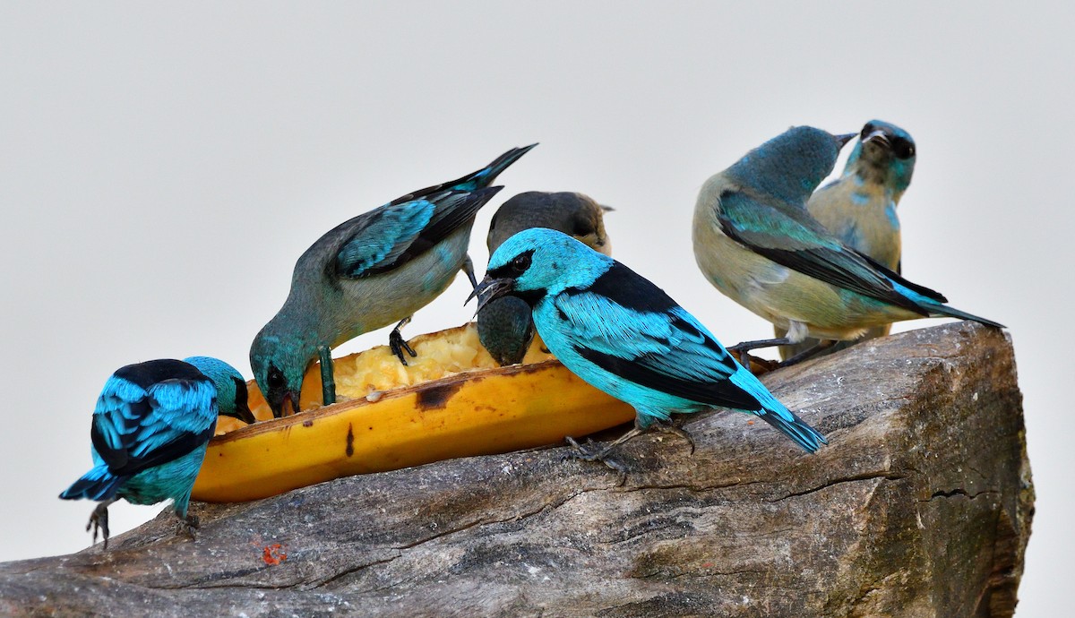 Black-legged Dacnis - Otavio  Ernesto