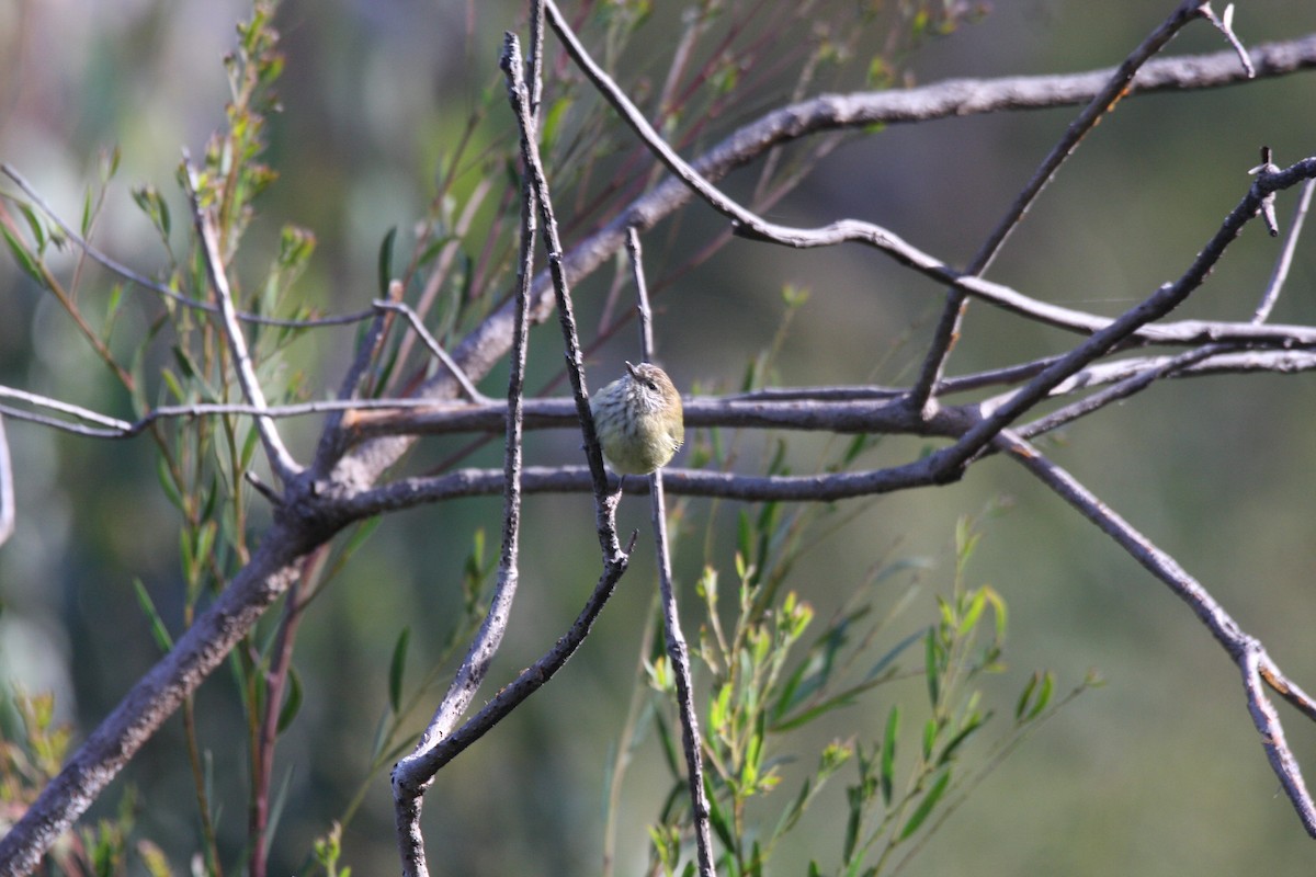 Striated Thornbill - ML353851891