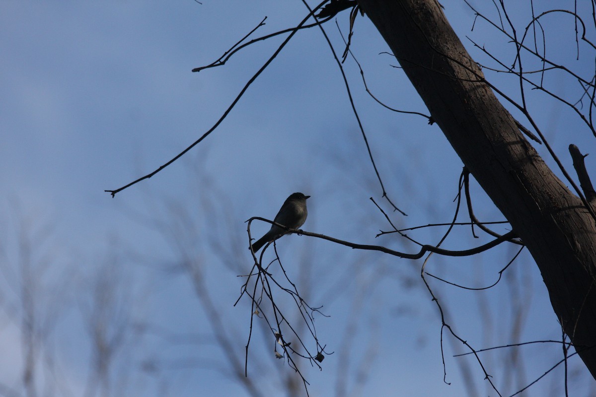 Golden Whistler - ML353852001