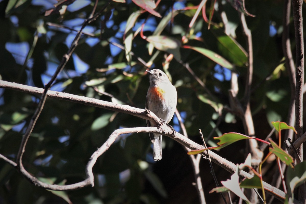 Scarlet Robin - ML353853051