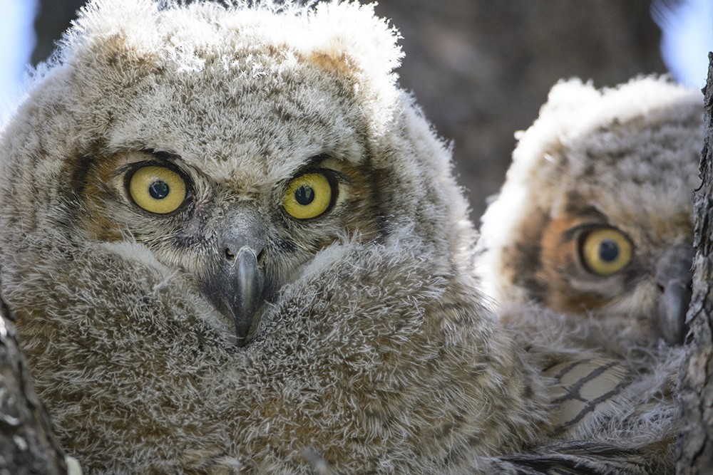 Great Horned Owl - Randall Roberts