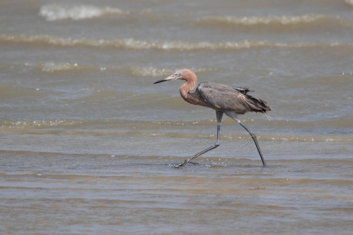 Reddish Egret - ML353856391