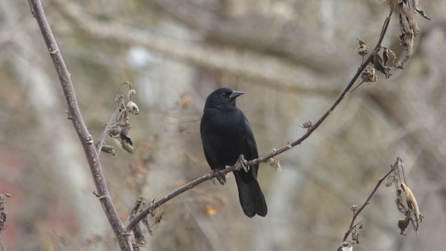 Unicolored Blackbird - ML353856511