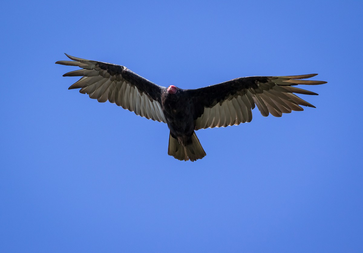 Turkey Vulture - Fabián Guerrero