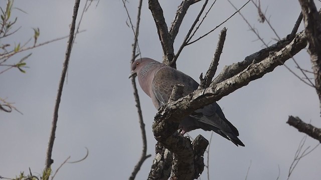 Pigeon picazuro - ML353859601