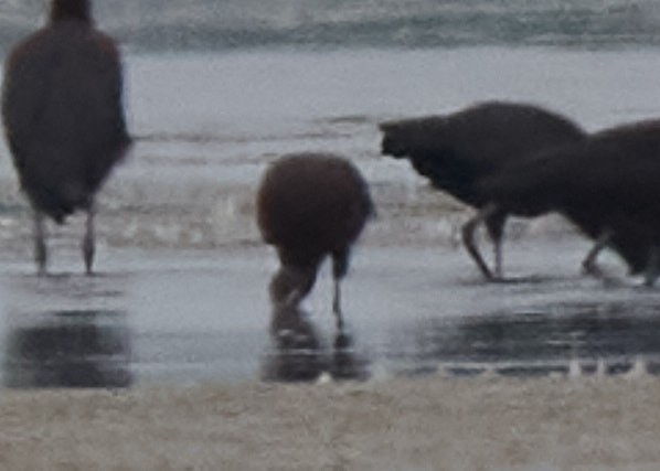 White-faced Ibis - ML353859861