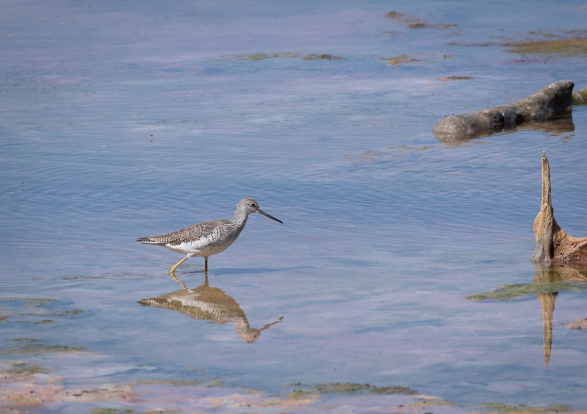 Greater Yellowlegs - ML353860031