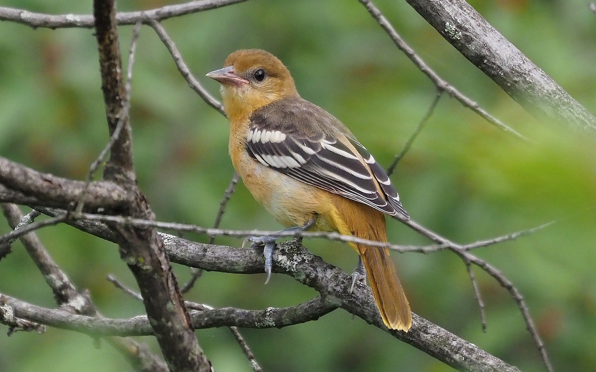 Oriole de Baltimore - ML353860351