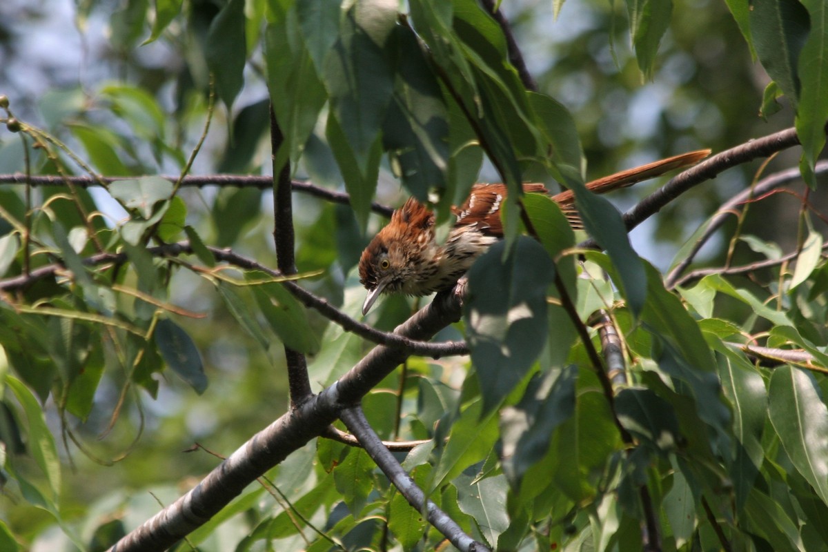 Brown Thrasher - ML353860641