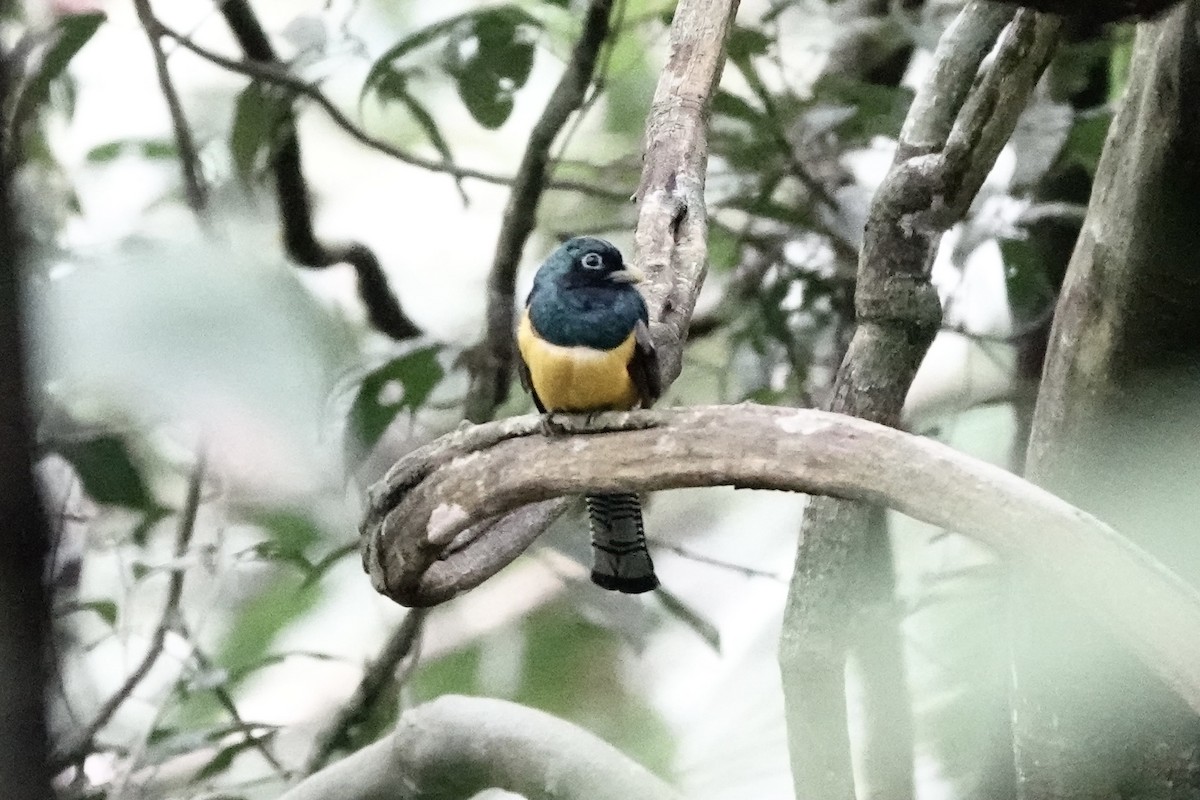 Northern Black-throated Trogon - charles vellios