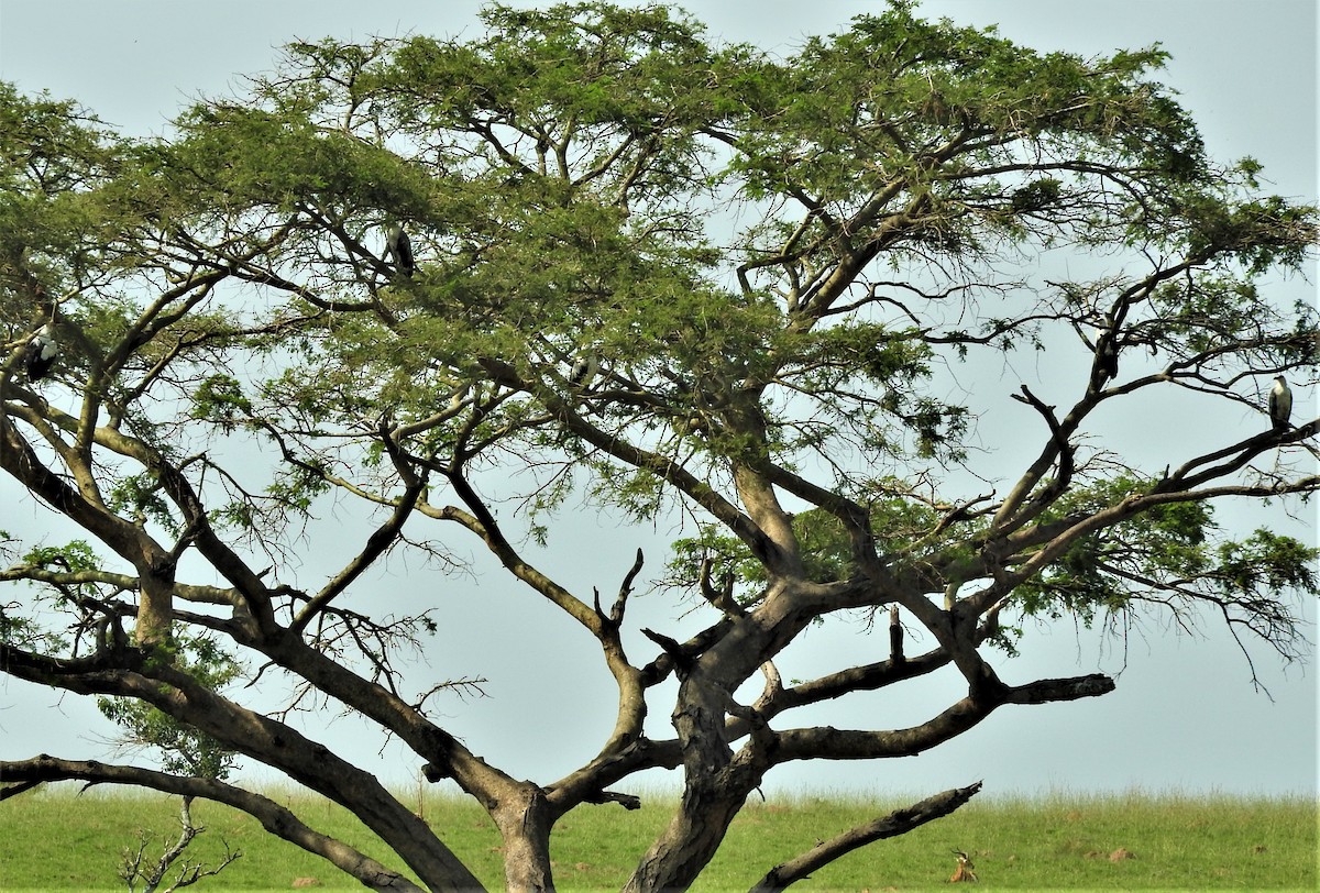 Palm-nut Vulture - ML353862051