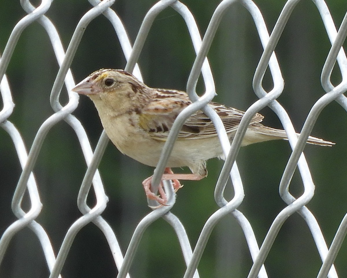 Grasshopper Sparrow - ML353862471