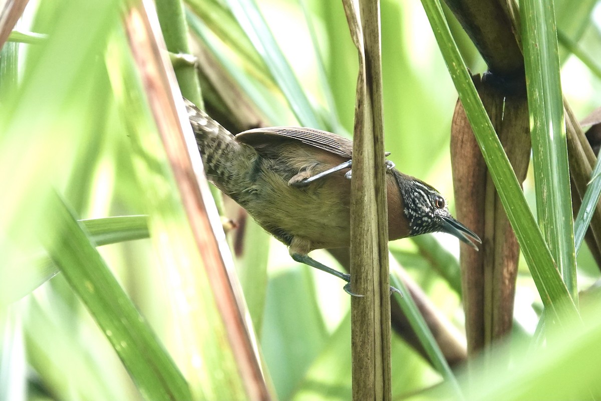 Rufous-breasted Wren - ML353863761