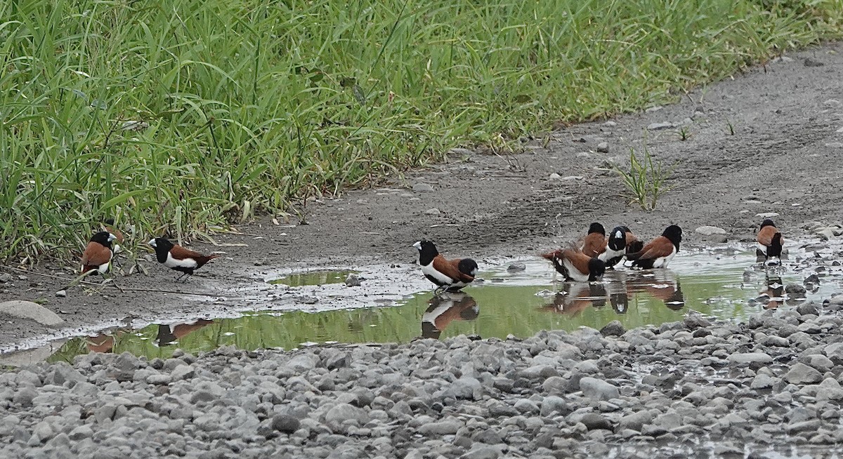 Tricolored Munia - Howard Laidlaw