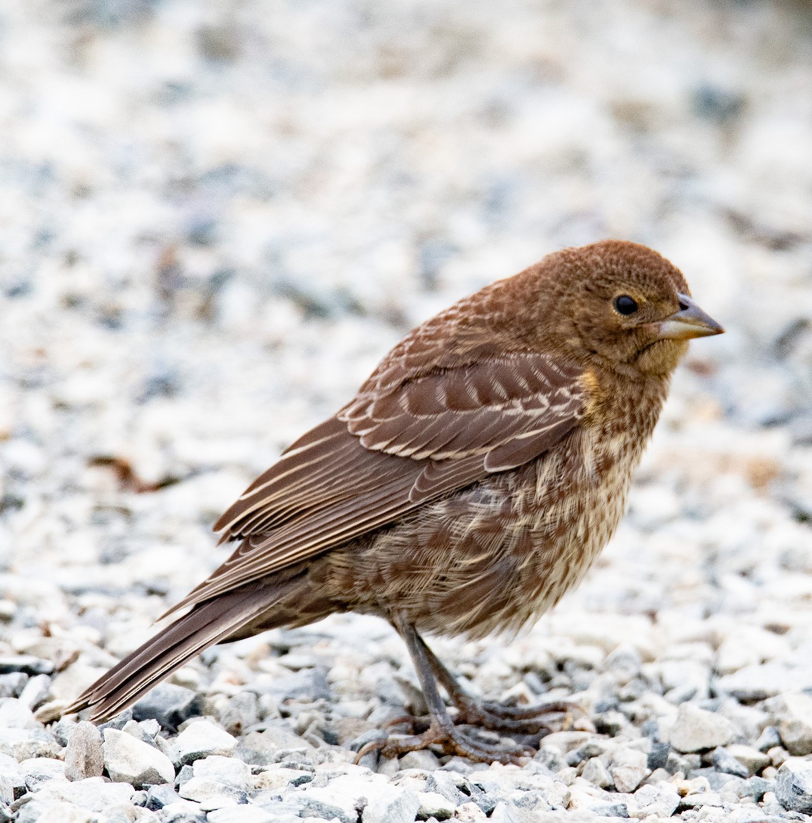 Red-winged Blackbird - ML353864081