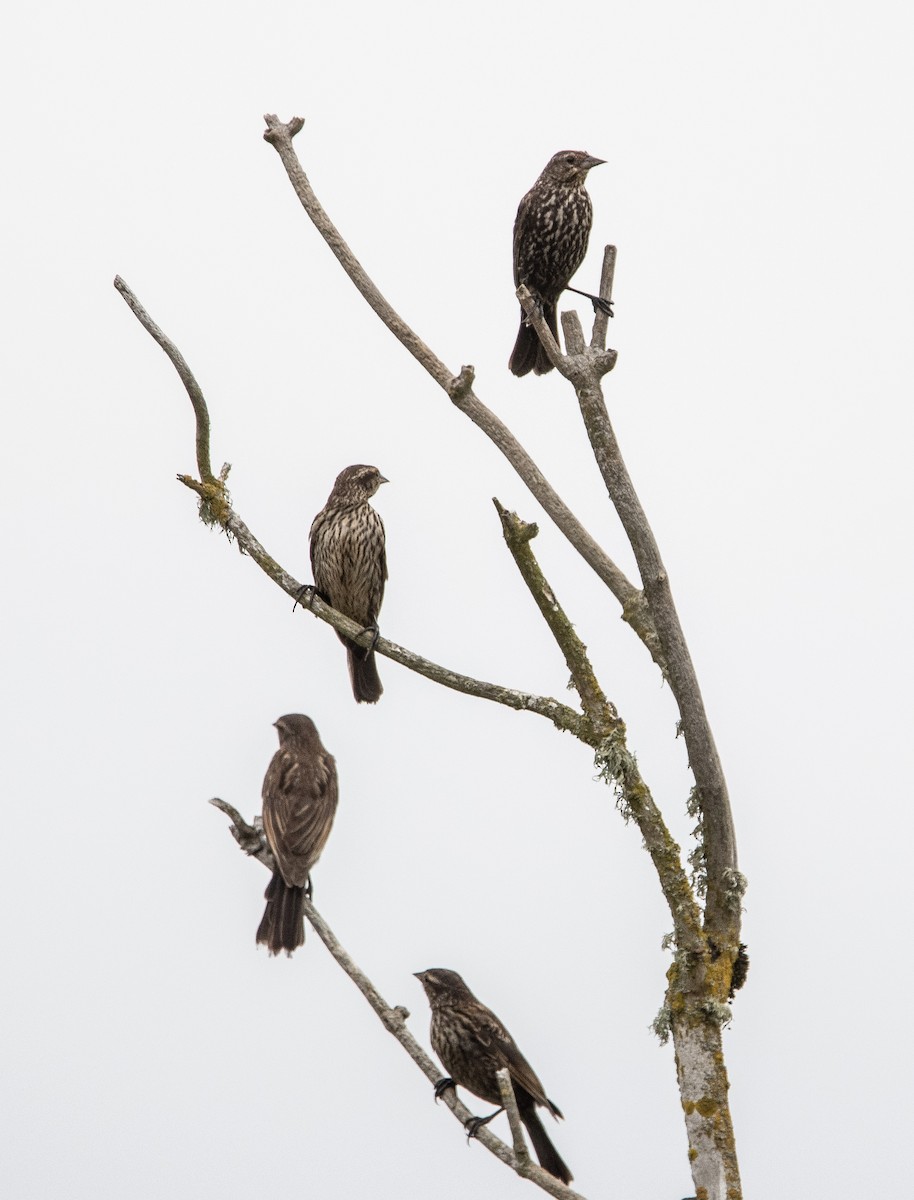 Red-winged Blackbird - ML353864271