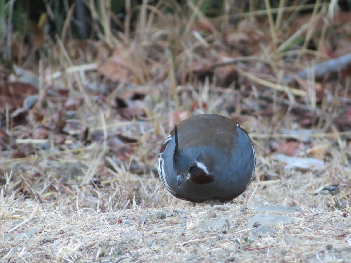 Mountain Quail - Carl Engstrom