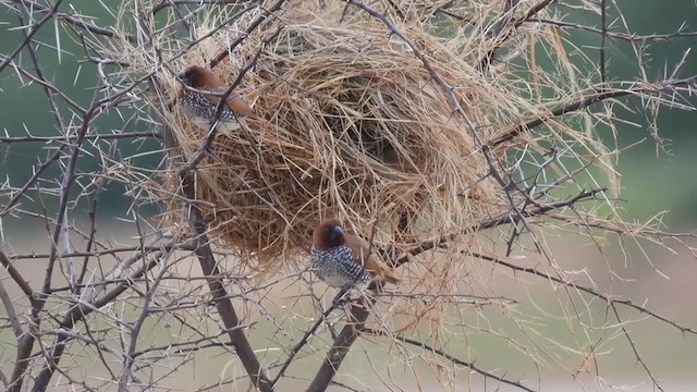 Scaly-breasted Munia - ML353864561