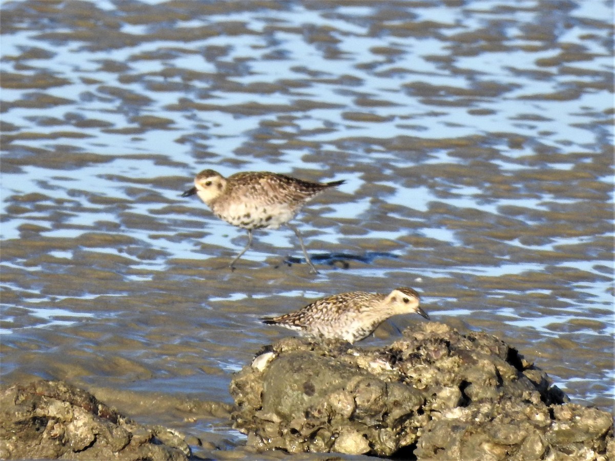 Pacific Golden-Plover - ML353864831