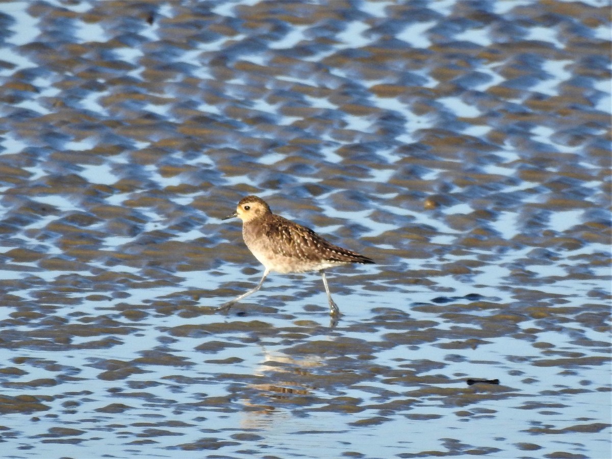 Pacific Golden-Plover - ML353864841