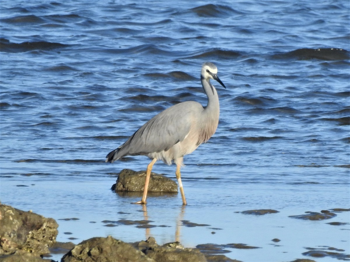 White-faced Heron - ML353865551