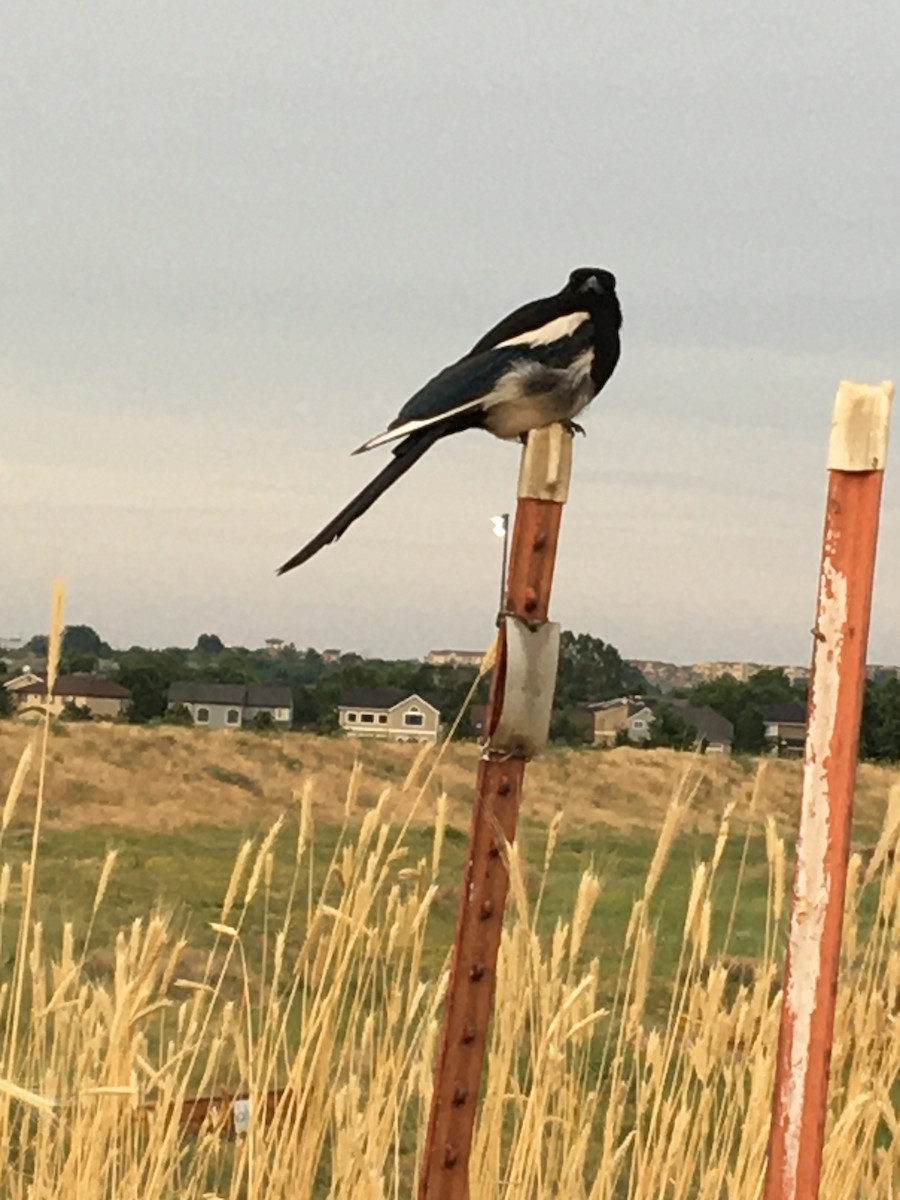 Black-billed Magpie - ML353867651