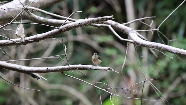 Buff-rumped Warbler - ML353870751