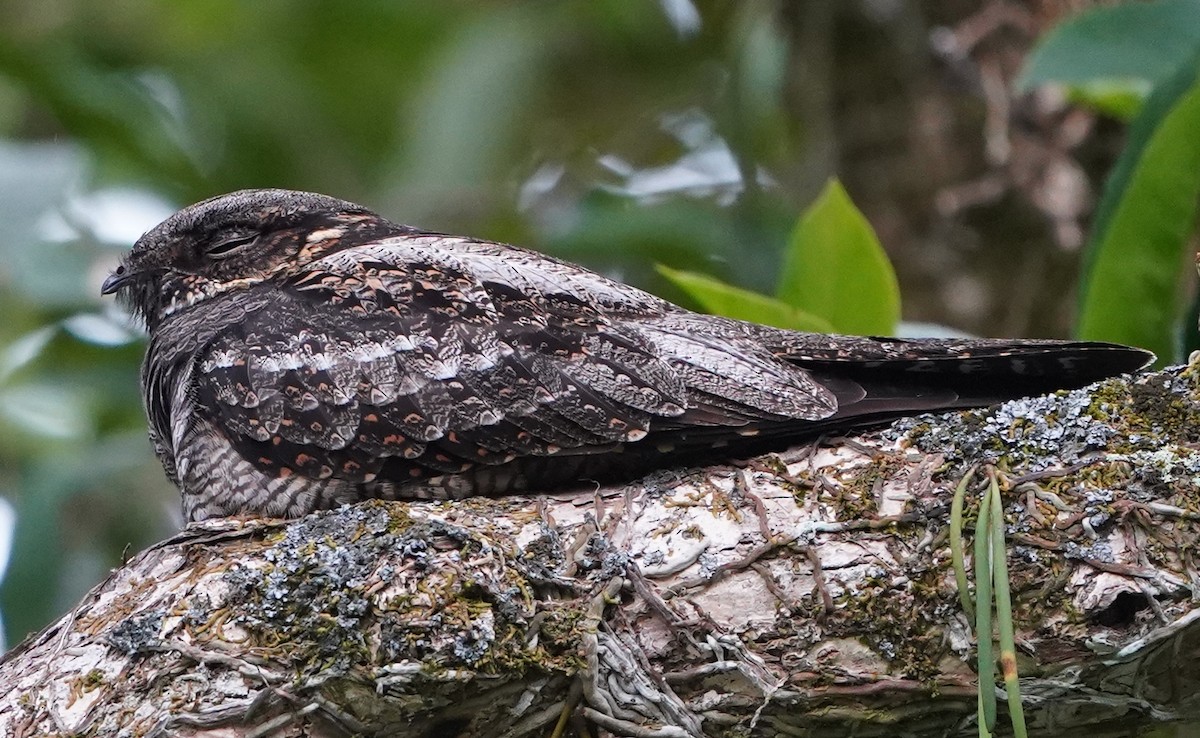 White-throated Nightjar - ML353872551