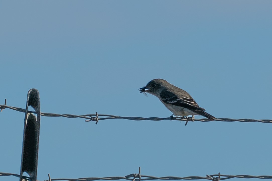 Western Wood-Pewee - Marc Kramer (Birding by Bus)