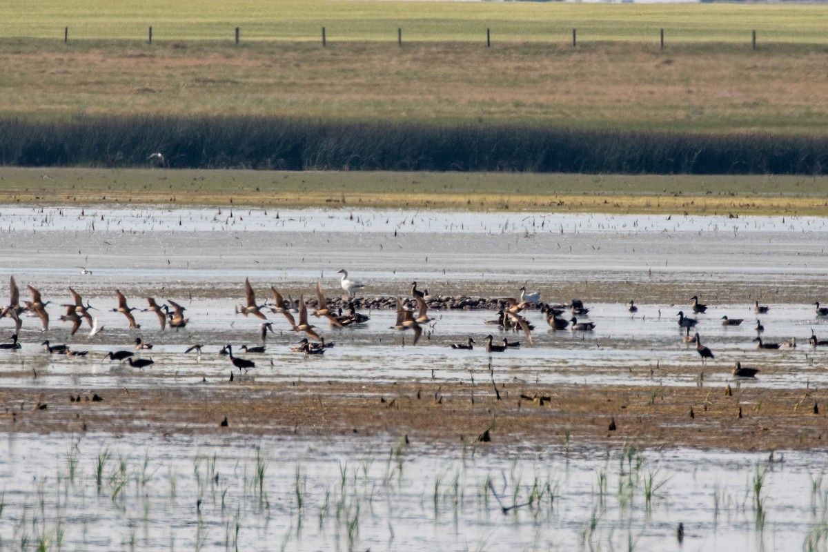 Snow Goose - ML353874411