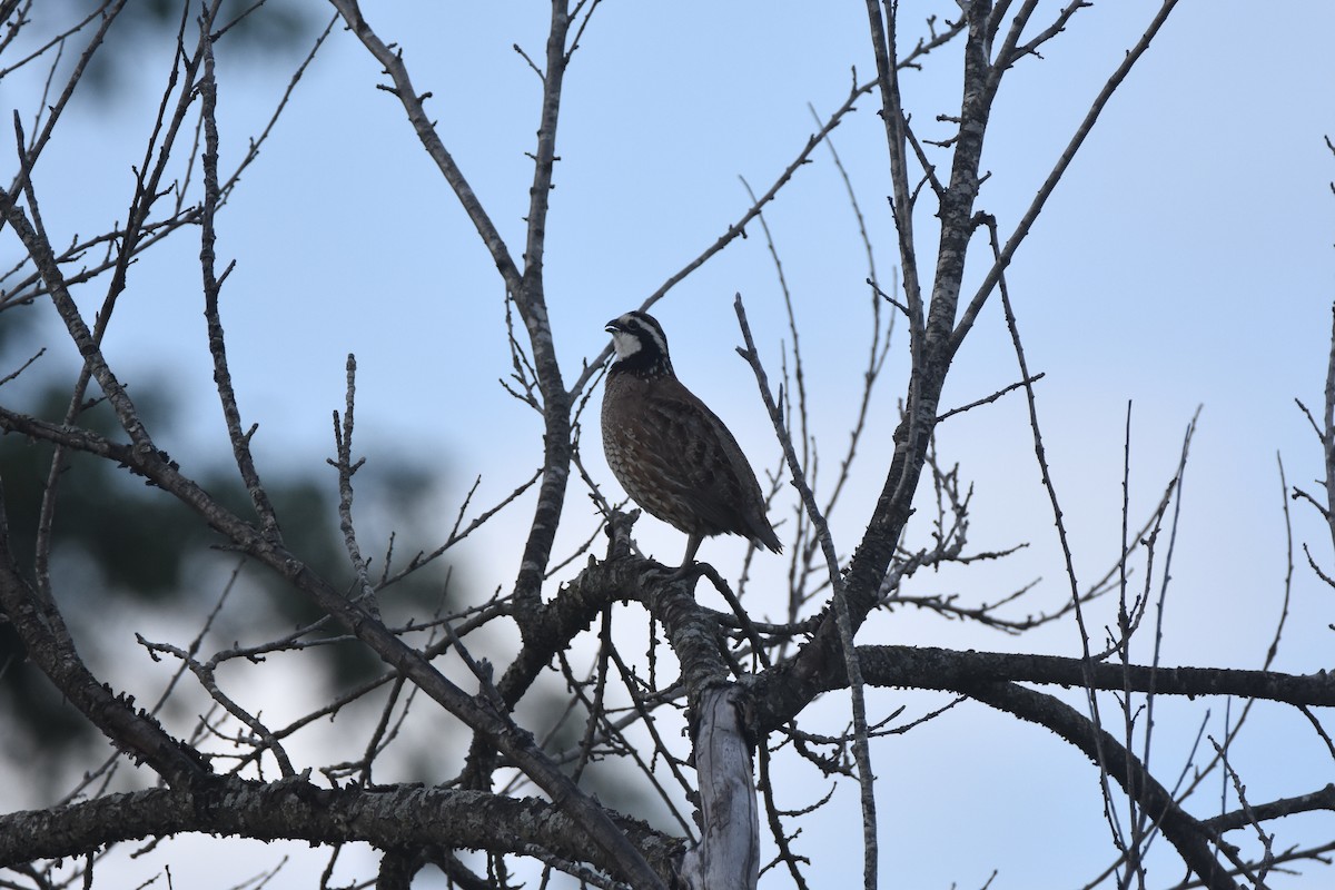 Northern Bobwhite - ML353875651