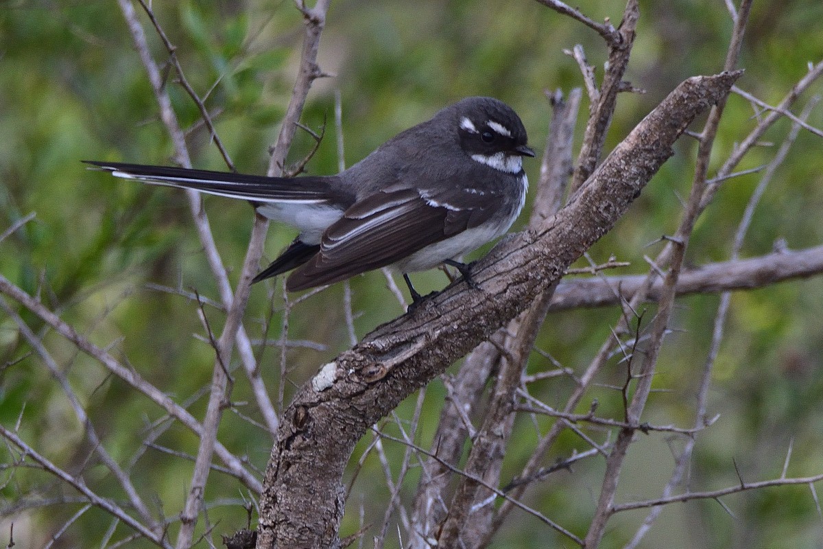 Gray Fantail - ML353876161