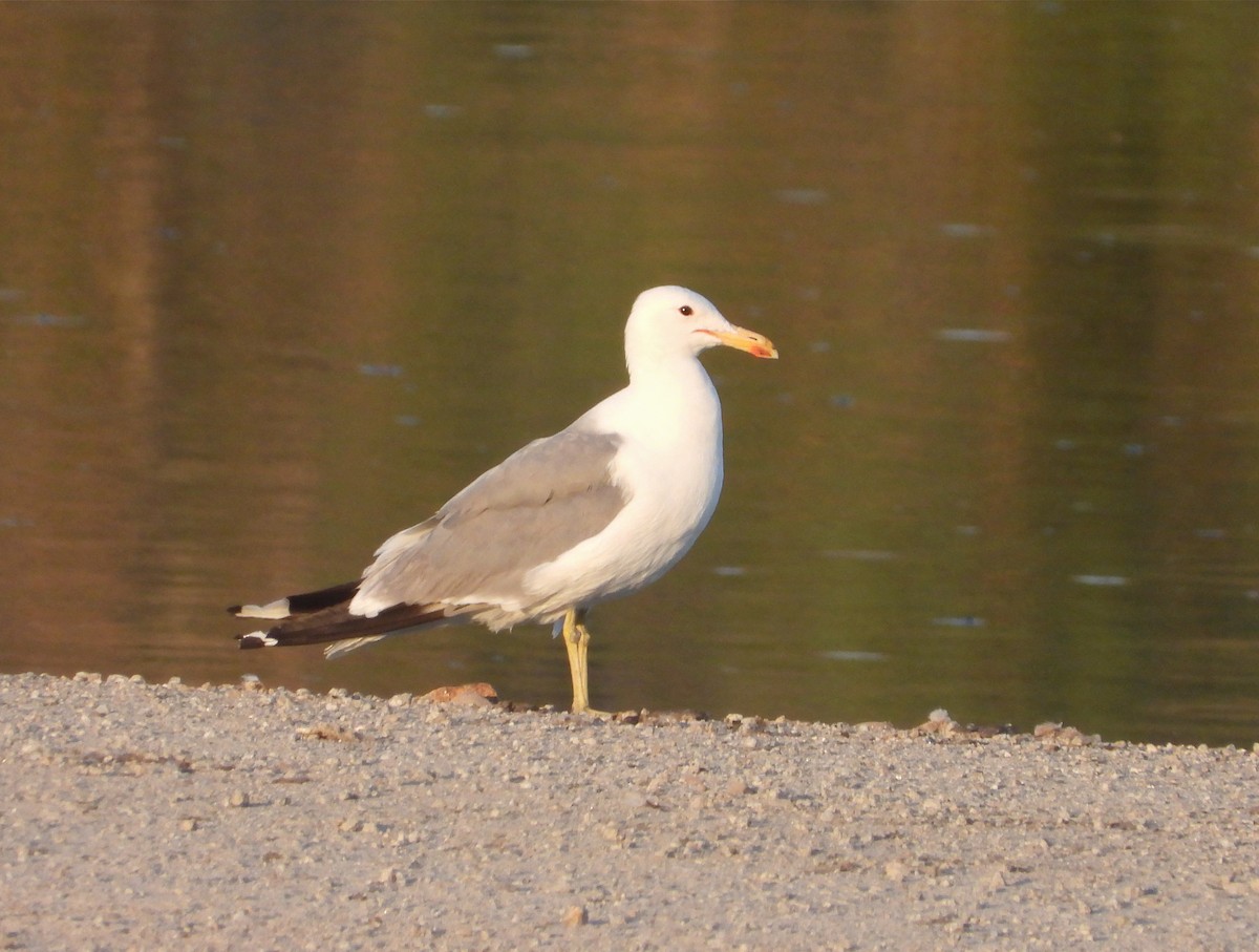 California Gull - ML353876721