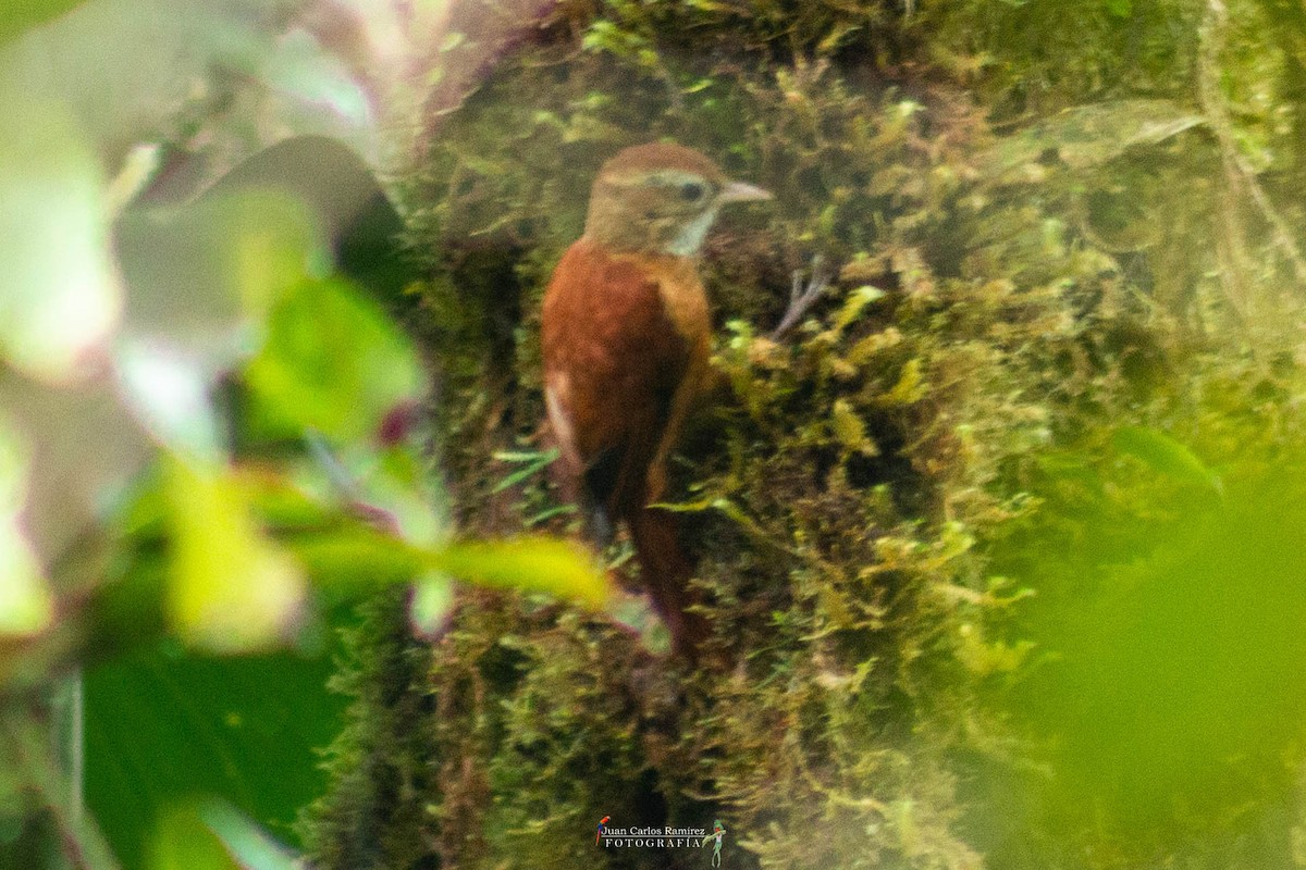 Ruddy Treerunner - ML353877311