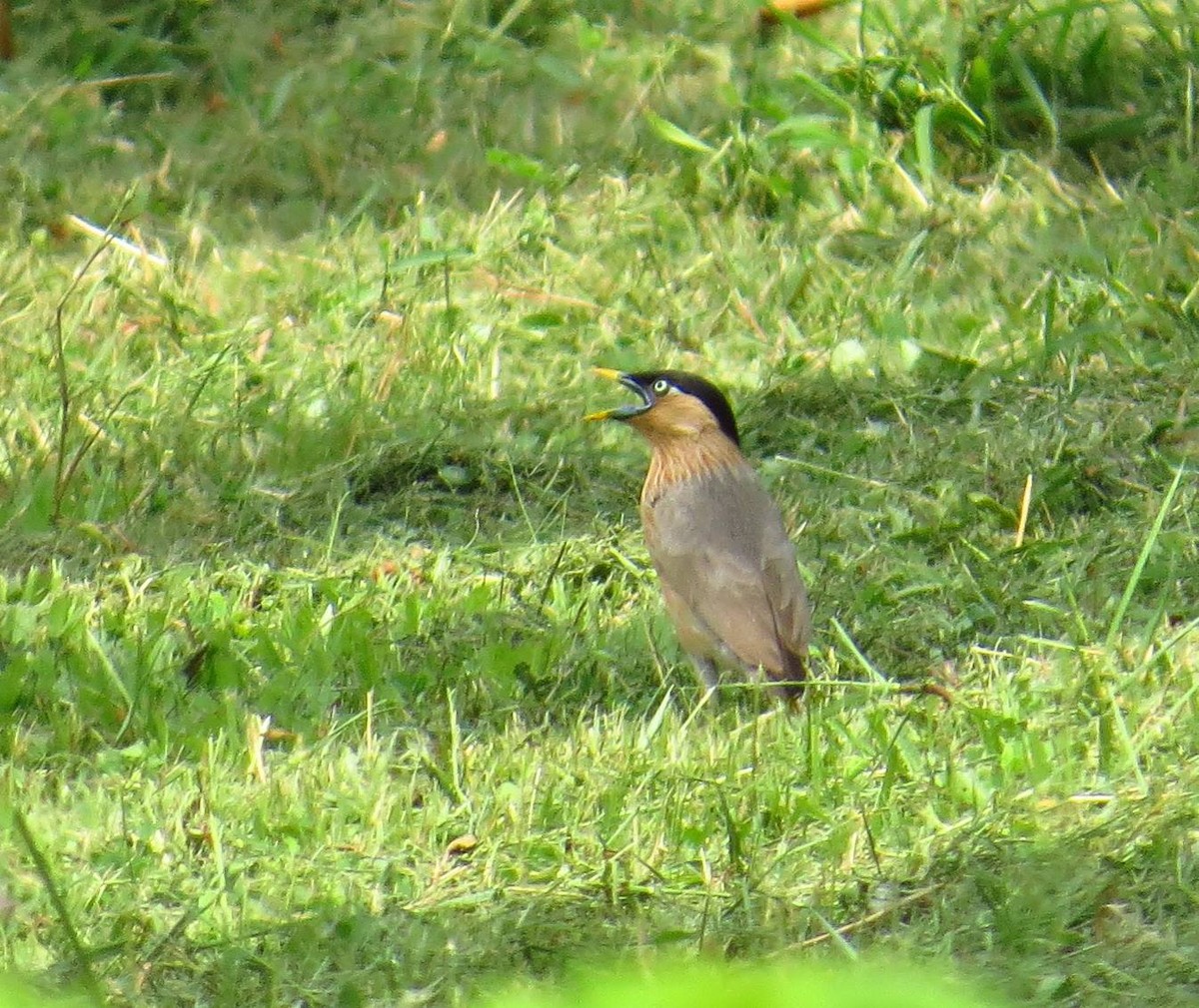 黑冠椋鳥 - ML353877691