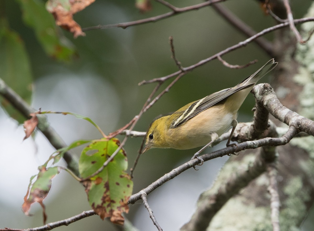 Bay-breasted Warbler - William Higgins