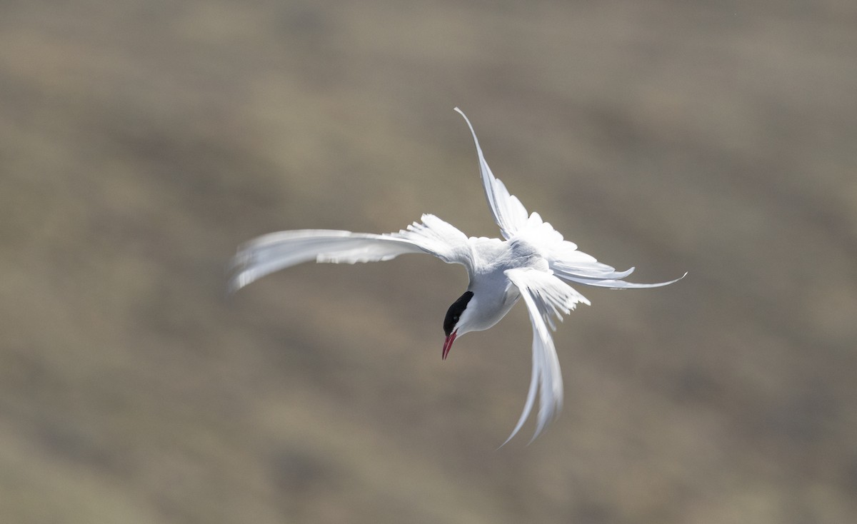 Arctic Tern - Jonathan Creel