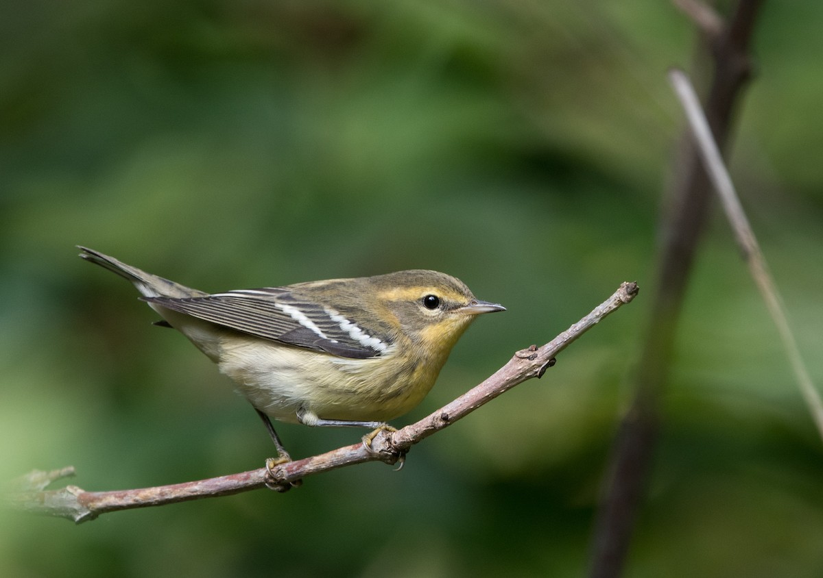 Blackburnian Warbler - William Higgins