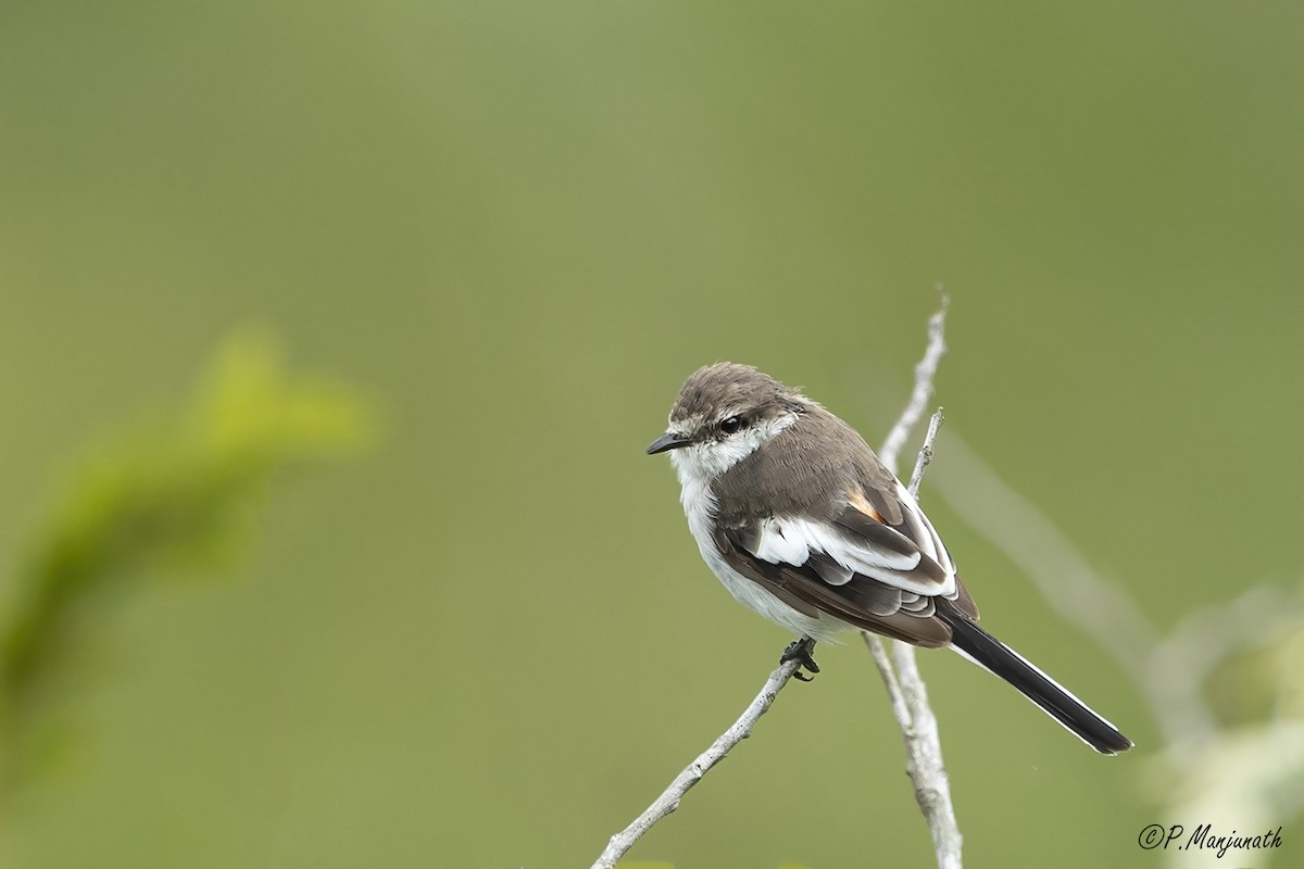 White-bellied Minivet - Prabhakar Manjunath