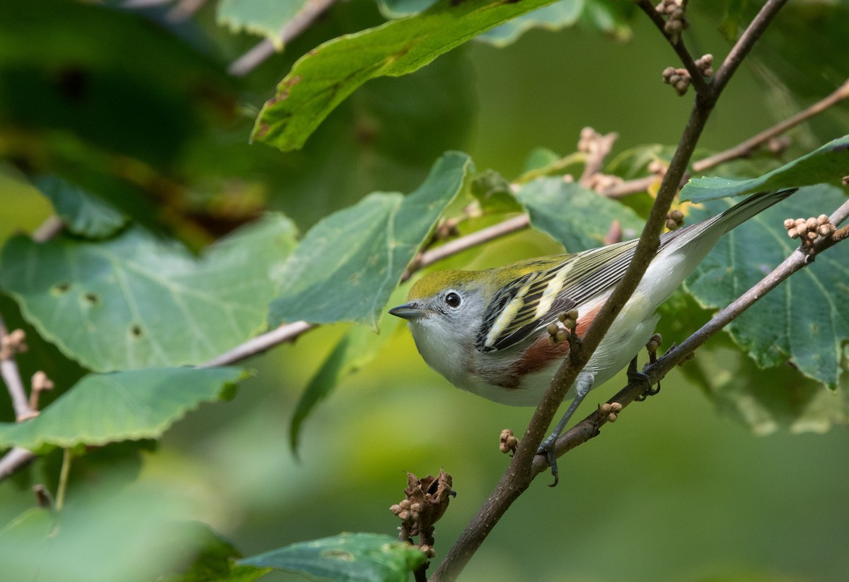 Chestnut-sided Warbler - ML35388051